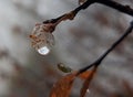 Water drop on tiny tree bud in the rain and fog