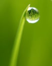 Water drop on tip of grass Royalty Free Stock Photo