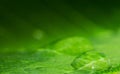 Water drop on tree leaf