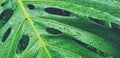 Water drop on tropical green leaf after raining day. Fresh season Royalty Free Stock Photo