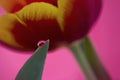 Water Drop On A Tulip Leaf