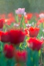 Water drop on tulip's in garden background