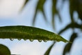 Water drop under mango leaf Royalty Free Stock Photo