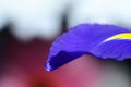 Water drop on a viola flower petal