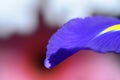 Water drop on a viola flower petal