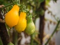 Water drop on yellow cherry tomato