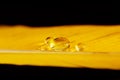 Water drop on yellow macaw feather.
