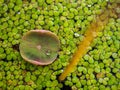 Water drop on young lotus leaf