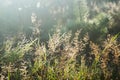 Water dropd on grass blades macro selective focus Royalty Free Stock Photo