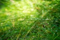 Water dropd on grass macro selective focus