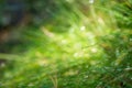 Water dropd on grass macro selective focus