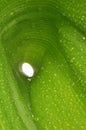 Water droplet