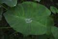 Water droplet on arum leaf
