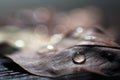 Water droplet on autumn leaf Royalty Free Stock Photo