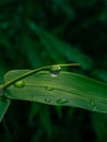 Water droplet on a bamboo leafs Royalty Free Stock Photo