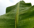 Water droplet in banana leaves after rain Royalty Free Stock Photo