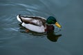 Male mallard duck on glossy water