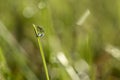 Water droplet on grass with bokeh background Royalty Free Stock Photo