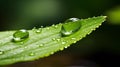 Water droplet clinging to the edge of a leaf