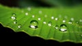 Water droplet clinging to the edge of a leaf