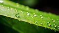 Water droplet clinging to the edge of a leaf