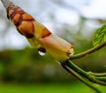 Close-up of a water droplet on a young horse chestnut tree showing new sporing growth.