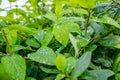 Water droplet on dark green foliage, rain drop on leaf nature ba Royalty Free Stock Photo