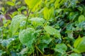 Water droplet on dark green foliage, rain drop on leaf nature ba Royalty Free Stock Photo