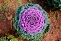 Water droplet on decorative flowering cabbage kale. garden decorate with vegetable