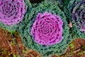 Water droplet on decorative flowering cabbage kale. garden decorate with vegetable