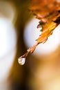 Water Droplet on Fall Autumn Leaf