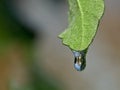 Water Droplet on a Frozen Leaf Royalty Free Stock Photo