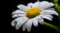 A water droplet glistening on the petals of a daisy, AI Generative