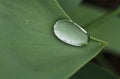 Water droplet on a green leaf edge Royalty Free Stock Photo