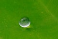 Water Droplet And Green Leaf In The Garden