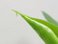 Water droplet on green leaves Royalty Free Stock Photo