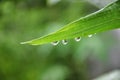 Water Droplet On Leaf
