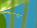 Water droplet on Leaf Royalty Free Stock Photo