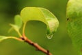 Water Droplet On Leaf Macro