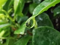 Water droplet on the leave Royalty Free Stock Photo