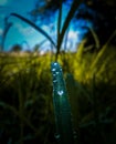 Water droplet on little grass leaf