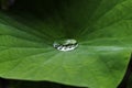 Water Droplet on Lotus Leaf Royalty Free Stock Photo