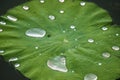 Water droplet and lotus leaf