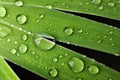 Water droplet on nature leaf