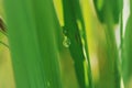 Water droplet on paddy leaf with blurry bbackground Royalty Free Stock Photo