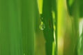 Water droplet on paddy leaf with blurry bbackground Royalty Free Stock Photo