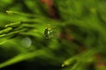 Water Droplet On A Pine Leaf