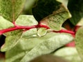 Water droplet in pink stem Royalty Free Stock Photo