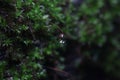 Water droplet on pogonatum moss