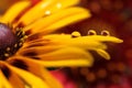 Water droplet on a Cone Flower